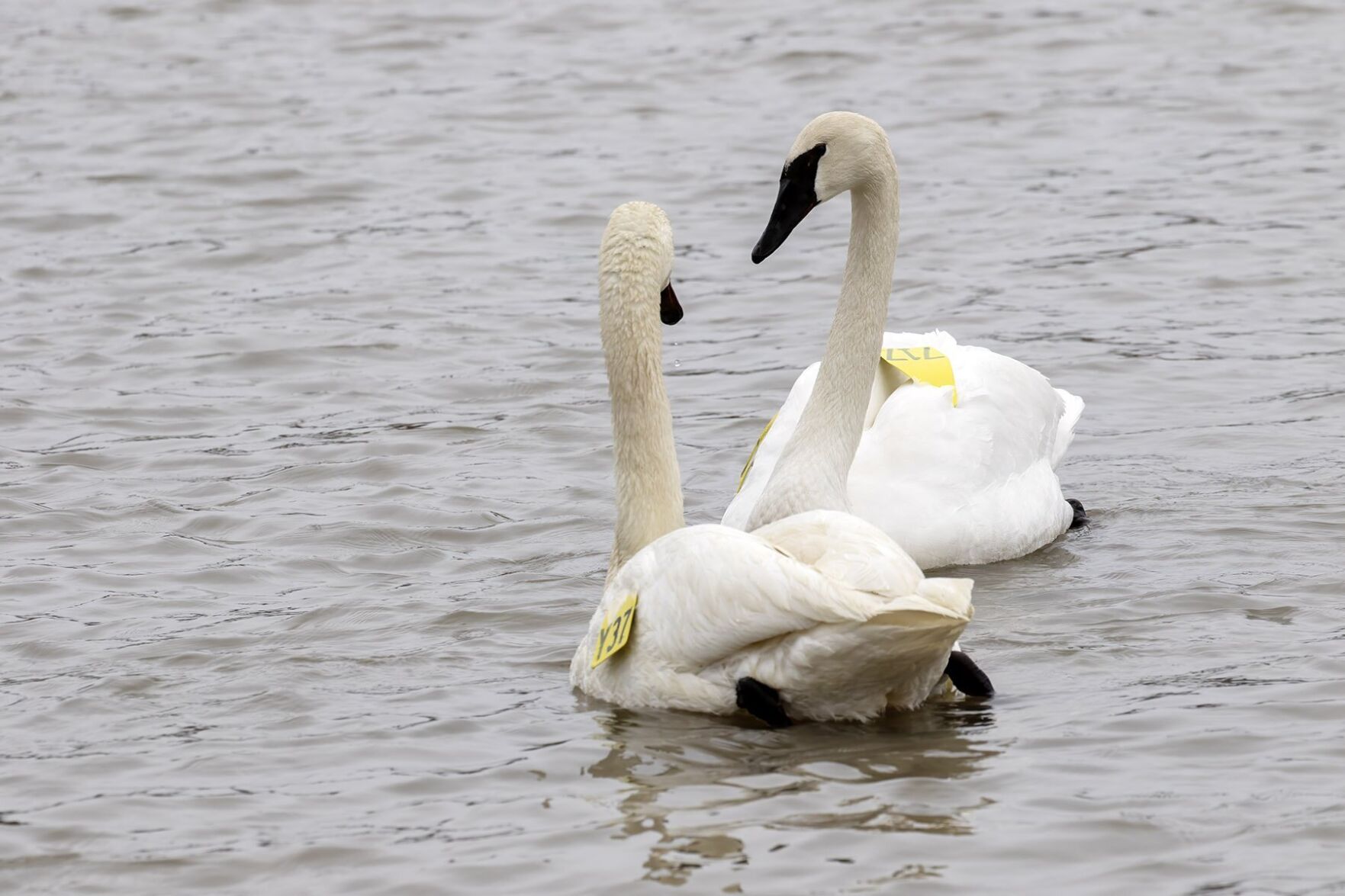 swans-reunited_3.jpg